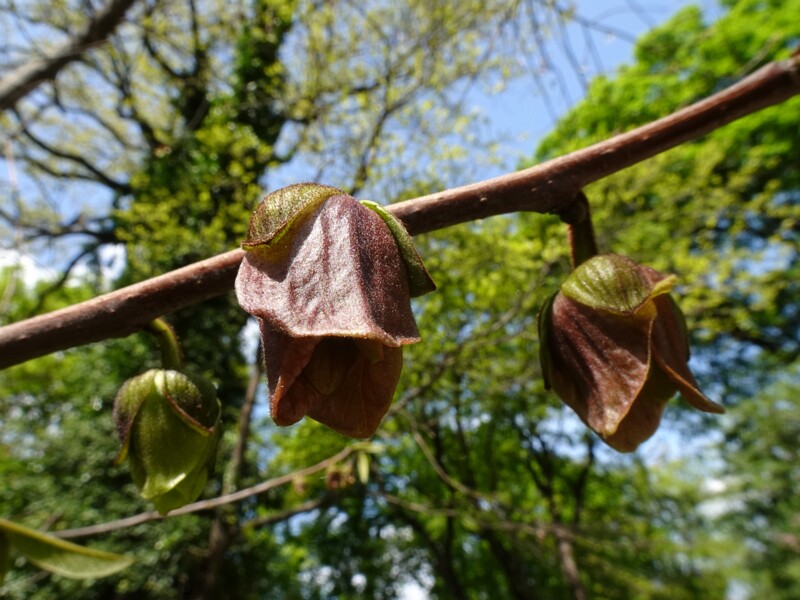 Азимина трёхлопастная - Asimina triloba - Pawpaw - Dreiblättrige Papau