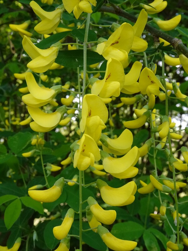 Бобовник анагировидный - Laburnum anagyroides - Common Laburnum - Gewöhnlicher Goldregen