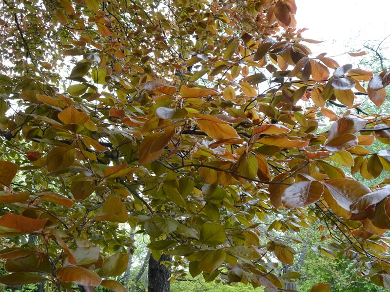 Бук лесной форма пурпурная - Fagus sylvatica f. purpurea - Purple Beech - Rotbuche