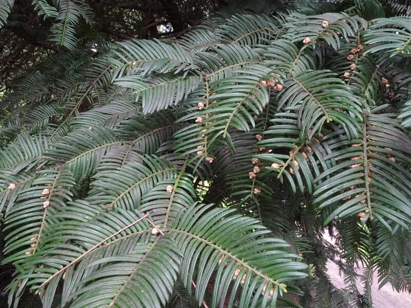 Головчатотисс Харрингтона - Cephalotaxus harringtonii - Harrington's Cephalotaxus - Harringtons Scheinzypresse