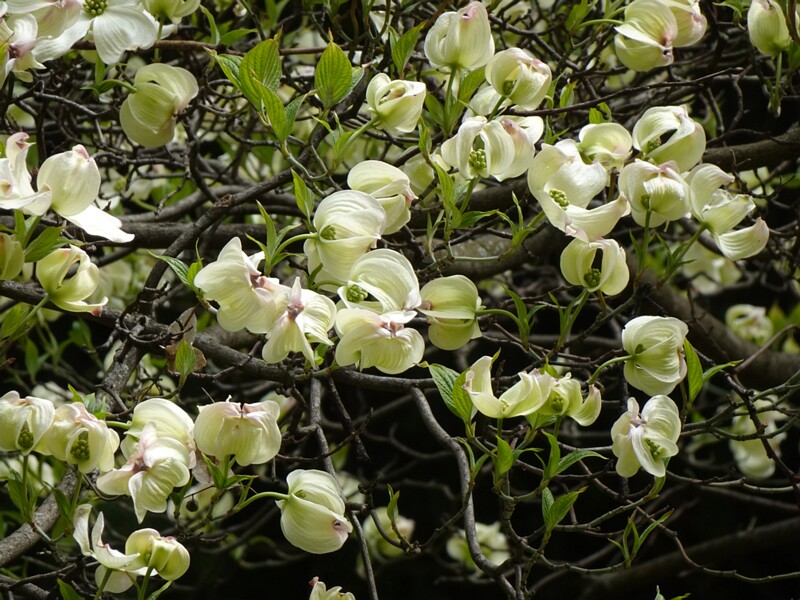 Кизил цветущий подвид городской - Cornus florida subsp. urbiniana - Urban Flowering Dogwood - Städtischer Blühender Hartriegel