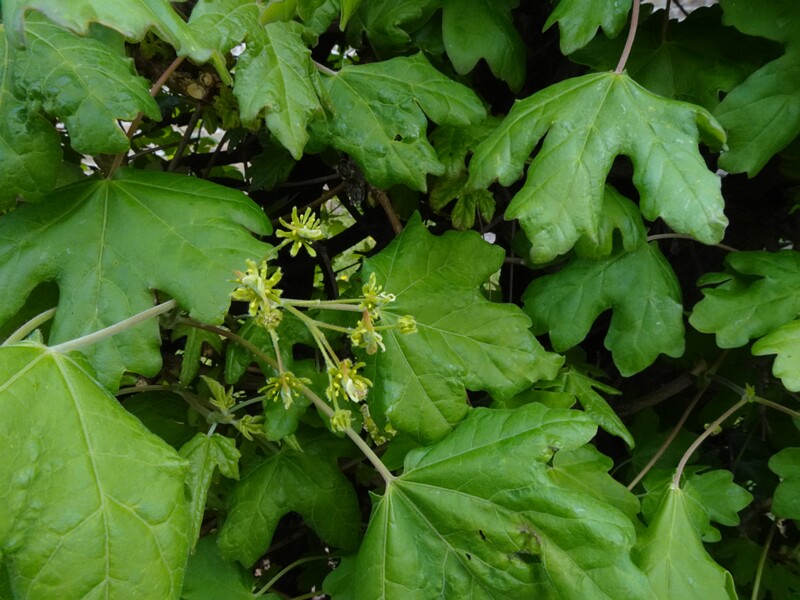 Клён полевой - Acer campestre - Field Maple - Feldahorn