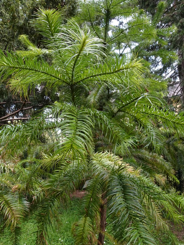 Куннингамия ланцетовидная - Cunninghamia lanceolata - Chinese Fir - Chinesische Spiesstanne