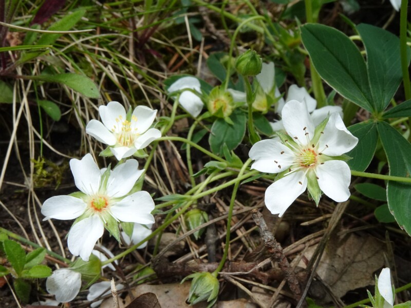 Лапчатка белая - Potentilla alba - White Cinquefoil - Weiße Fingerkraut