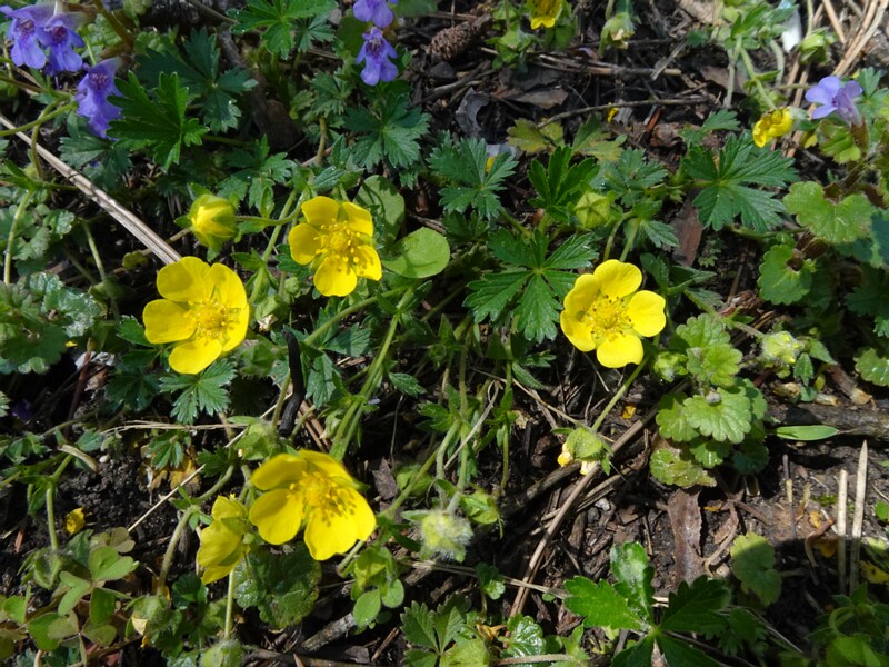 Лапчатка x крошечная - Potentilla x pusilla - Tiny Cinquefoil - Zierliches Fingerkraut