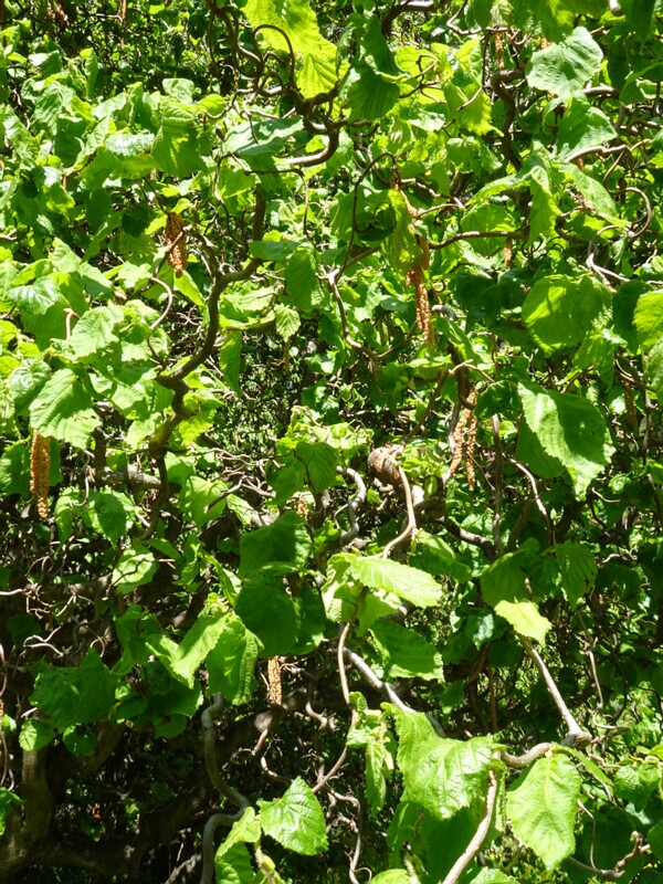 Лещина обыкновенная скрученная форма - Corylus avellana f. contorta - Contorted Hazel - Korkenzieher-Hasel