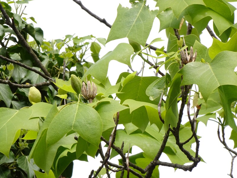 Лириодендрон тюльпановый - Liriodendron tulipifera - Tulip Tree - Tulpenbaum