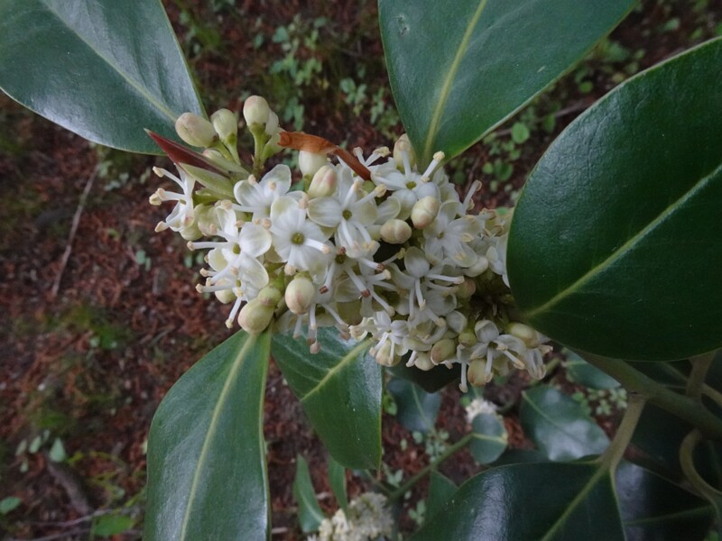 Падуб обыкновенный - Ilex aquifolium - European Holly - Gewöhnliche Stechpalme