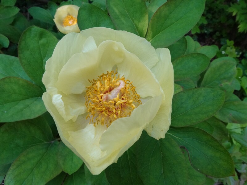Пион крымский подвид Млокосевича - Paeonia daurica subsp. mlokosewitschii - Mlokosewitch's Peony - Krim-Pfingstrose