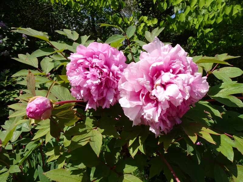 Пион x древовидный 'Герцогиня де Морни' - Paeonia x suffruticosa 'Duchesee de Morny' - Duchesse de Morny Tree Peony - Pfingstrose 'Duchesse de Morny'