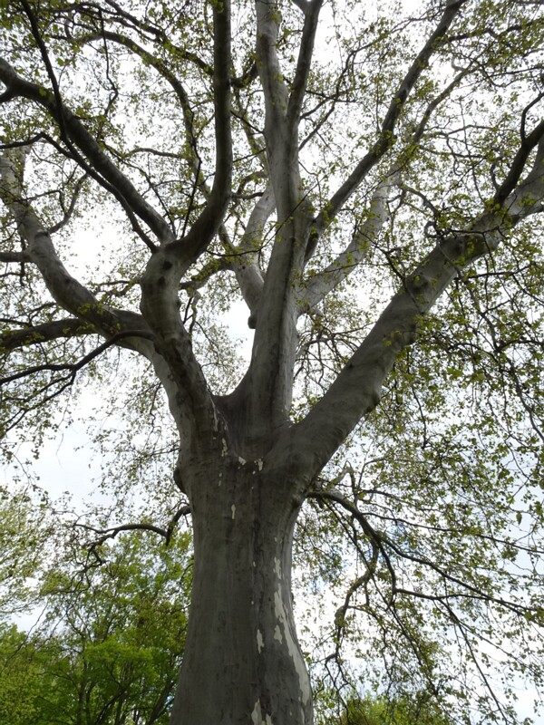 Платан восточный - Platanus orientalis - Oriental Plane - Morgenländische Platane