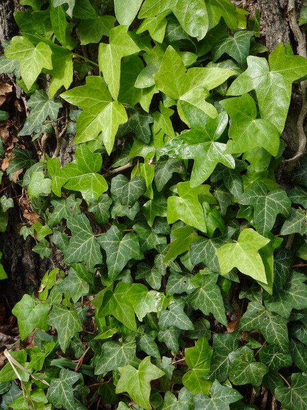 Плющ атлантический - Hedera hibernica - Atlantic Ivy - Atlantischer Efeu