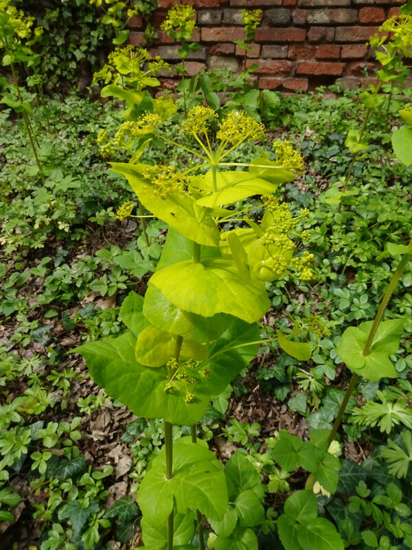 Смирния пронзённолистная - Smyrnium perfoliatum - Perfoliate Alexanders - Durchwachsener Alexanders