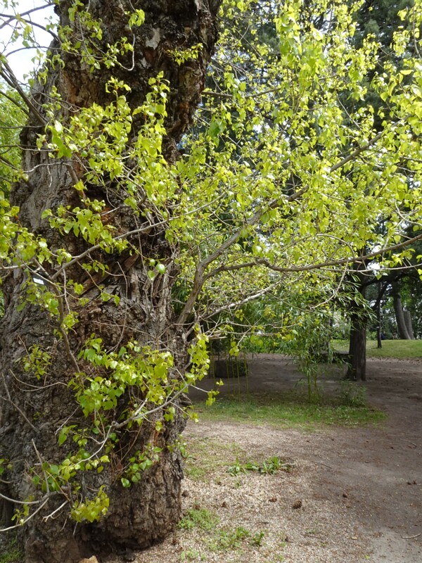 Тополь черный - Populus nigra - Black Poplar - Schwarze Pappel