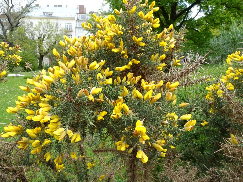 Утёсник европейский - Ulex europaeus - Gorse - Europäischer Stechginster