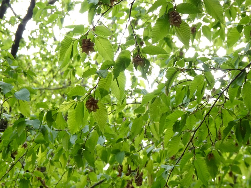 Хмелеграб обыкновенный - Ostrya carpinifolia - Hop-Hornbeam - Hophornbeam