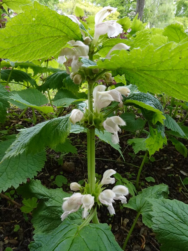 Яснотка Орвала разн. серая - Lamium orvala var. lividum - Gray Balm-leaved Red Dead-nettle - Graue Große Taubnessel