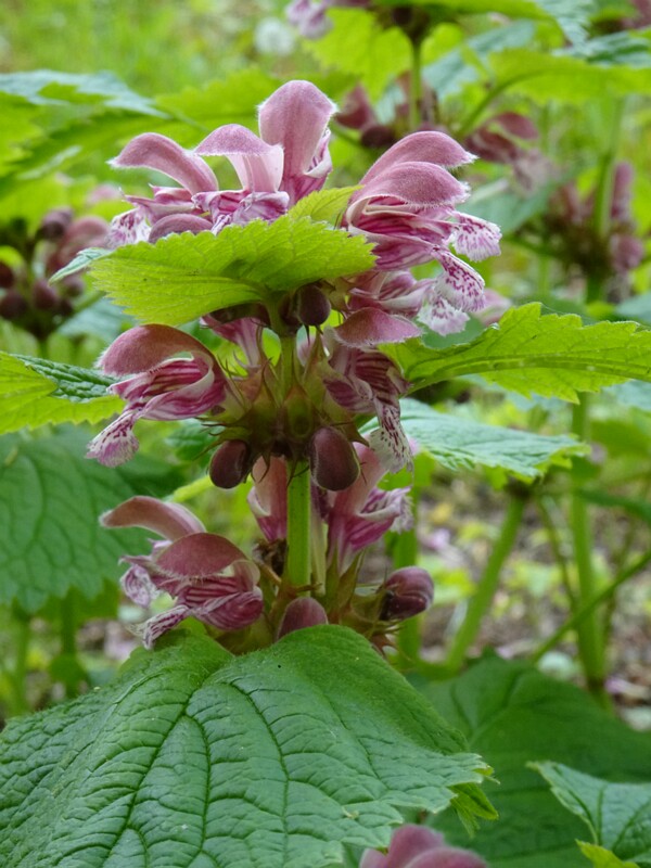 Яснотка Орвала - Lamium orvala - Balm-leaved Red Dead-nettle - Große Taubnessel