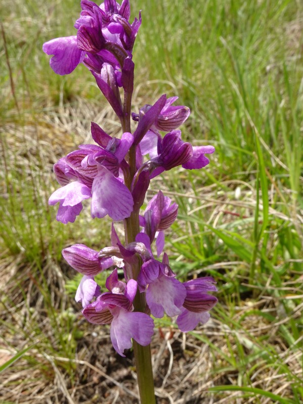 Flora