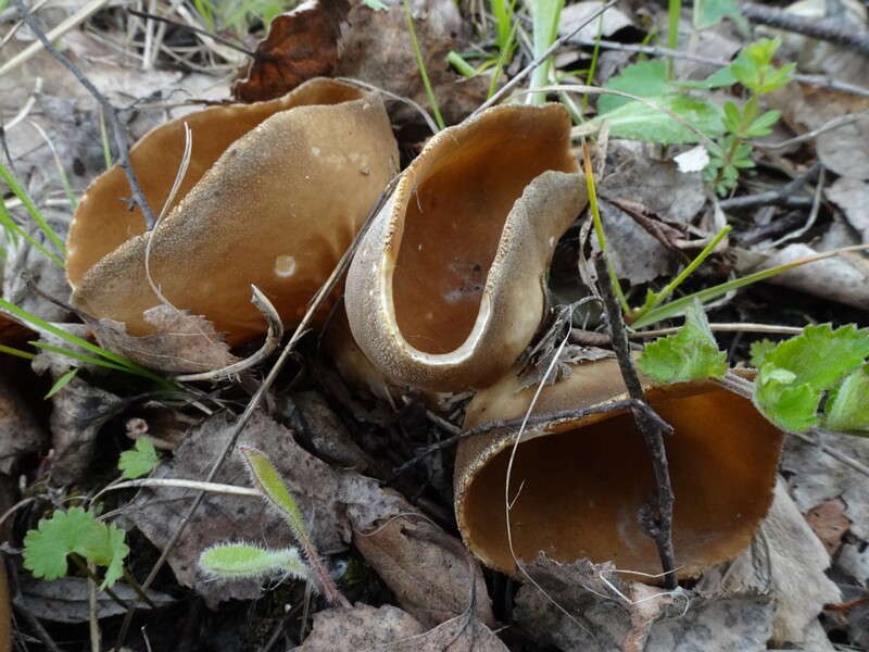 Fungi