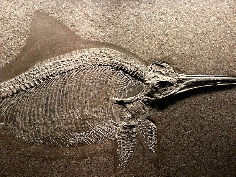 Museum of Natural History
