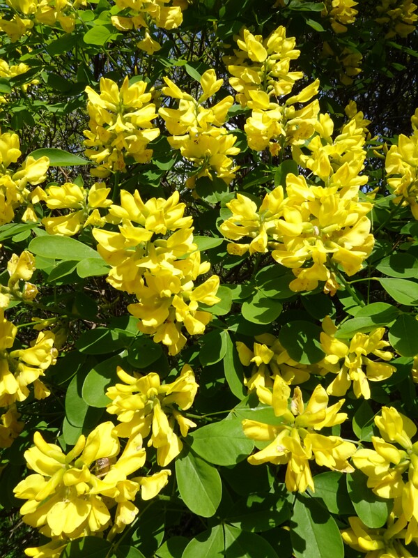 University of Vienna Botanical Garden